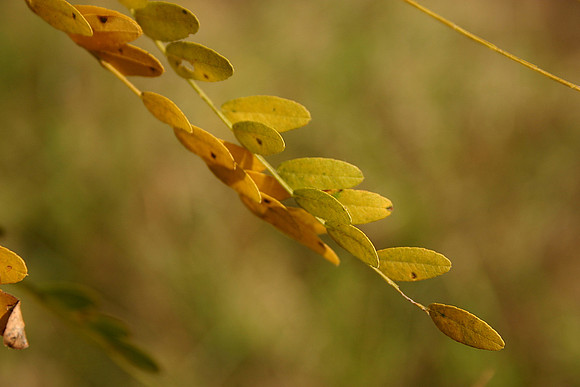 GoldenLeaves