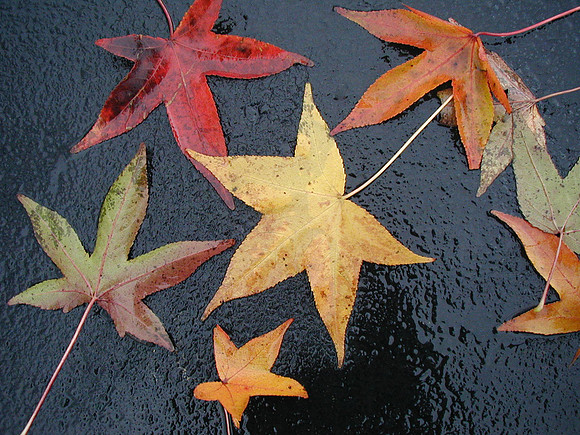 AutumnColors