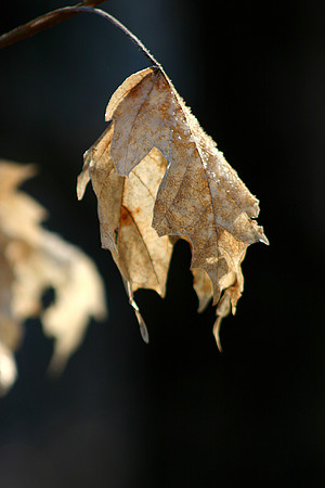 Driedup