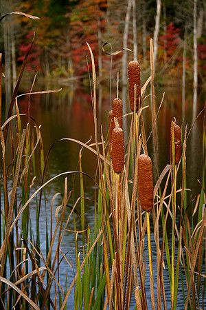 Cattails