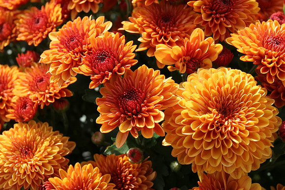 Mums_008
