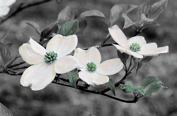 DogwoodTrio
