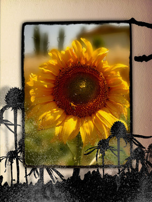 Framed Flower_05