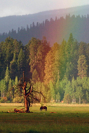 Under the Rainbow