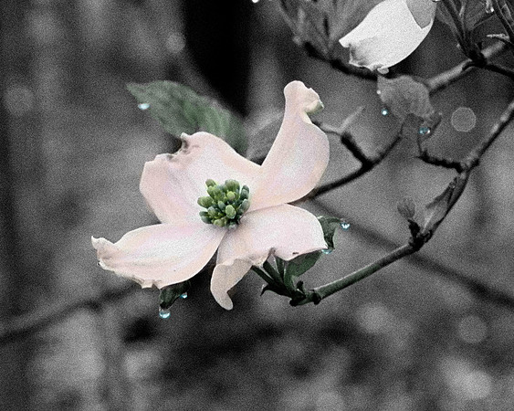 DeweyDogwood